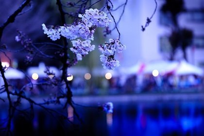 夜の桜