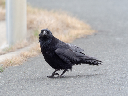 こちらを見るカラス