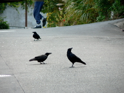 三羽のカラス