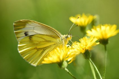 タンポポ