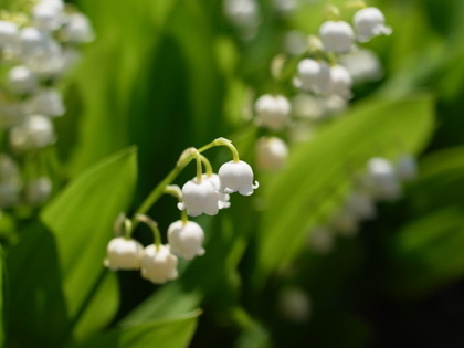 鈴蘭の花