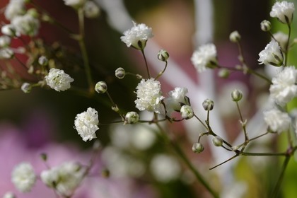 かすみ草の花