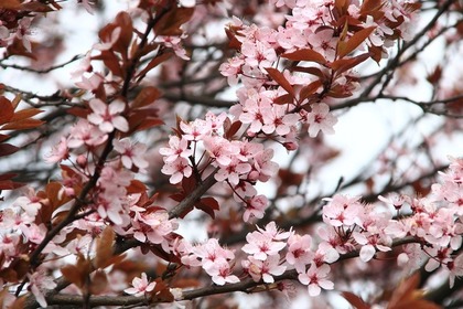 3分咲きの桜