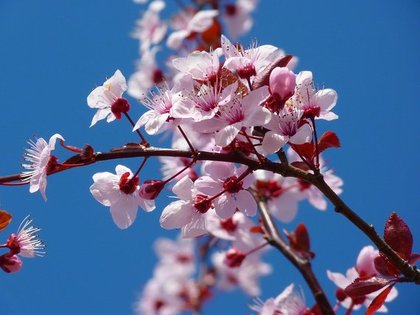 青空と桜