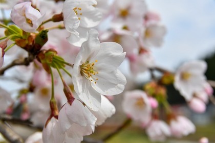 白い桜