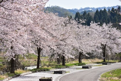 桜並木