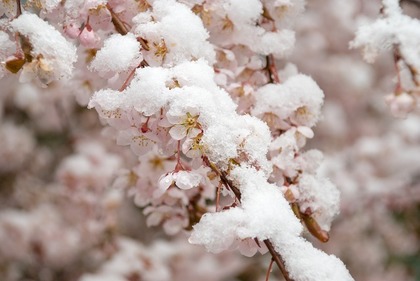 雪と桜