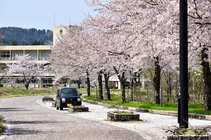 学校と桜並木