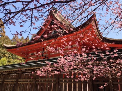 桜と神社