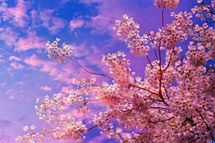 満開の桜