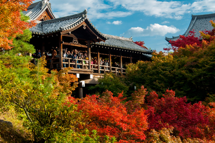 遠くから神社の紅葉を眺める