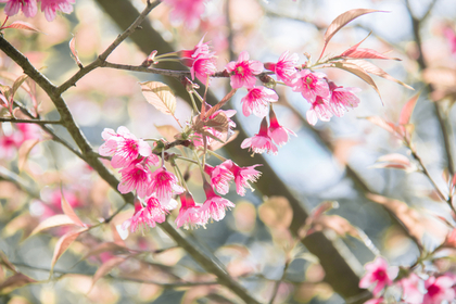 春を感じる花