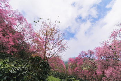 桜と空