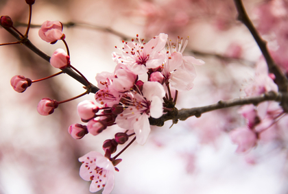 桜の花