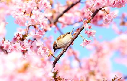 桜と鳥