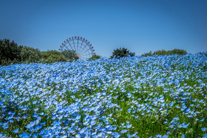 青い花畑