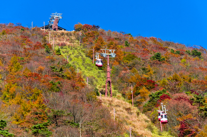 美しい紅葉の夢