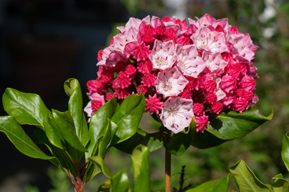 ピンク色の花