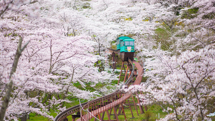 電車と桜